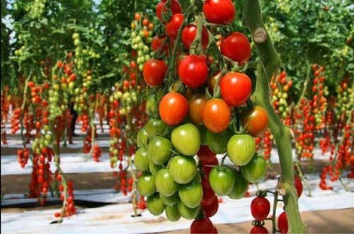 Hình ảnh trái cây nhập khẩu từ nông sản thái lan nhìn muốn hoa mắt vì đẹp 26