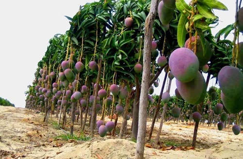Hình ảnh trái cây nhập khẩu từ nông sản thái lan nhìn muốn hoa mắt vì đẹp 29