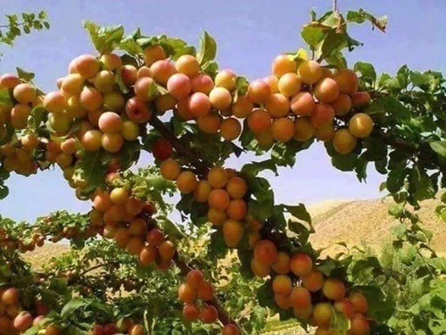Hình ảnh trái cây nhập khẩu từ nông sản thái lan nhìn muốn hoa mắt vì đẹp 30
