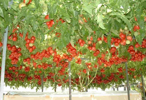 Hình ảnh trái cây nhập khẩu từ nông sản thái lan nhìn muốn hoa mắt vì đẹp 8