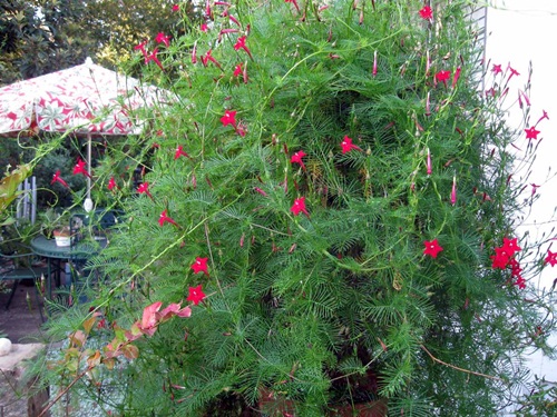 Hoa tóc tiên leo hồng đỏ vàng nhiều màu sắc có tác dụng lọc khí 3