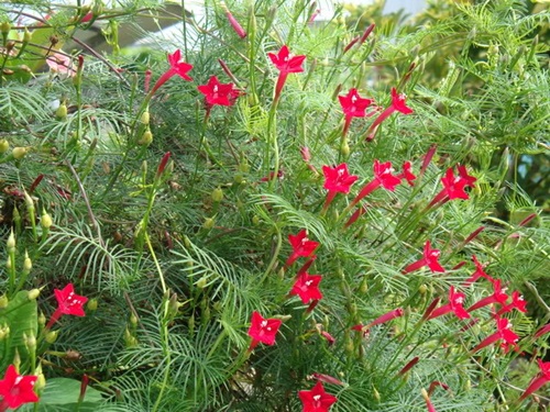 Hoa tóc tiên leo hồng đỏ vàng nhiều màu sắc có tác dụng lọc khí 9