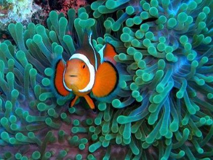 Những hình ảnh đẹp về loài cá hề bên cạnh những rạn san hô 9