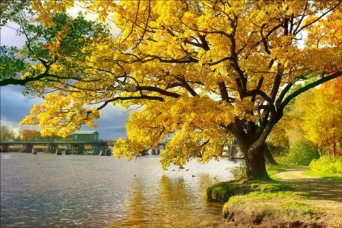 Ảnh mùa thu đẹp lãng mạn một dãi vàng ươm hút hồn du khách khắp thế giới 10