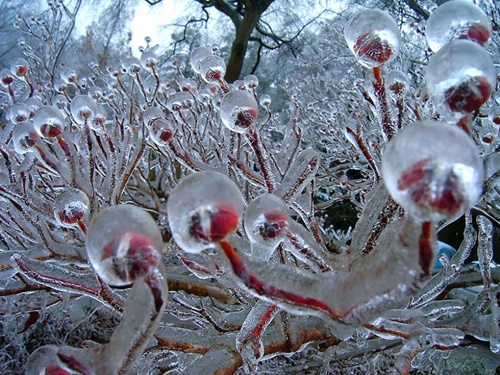 Hình ảnh mùa đông đẹp với những tác phẩm nghệ thuật từ thiên nhiên 15