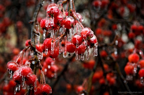 Hình ảnh mùa đông đẹp với những tác phẩm nghệ thuật từ thiên nhiên 25