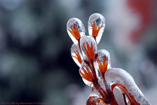 Hình ảnh mùa đông đẹp với những tác phẩm nghệ thuật từ thiên nhiên 9