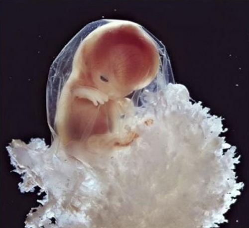 Sự phát triển của thai nhi từ khi thụ tinh đến lúc chào đời 15