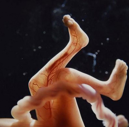 Sự phát triển của thai nhi từ khi thụ tinh đến lúc chào đời 17