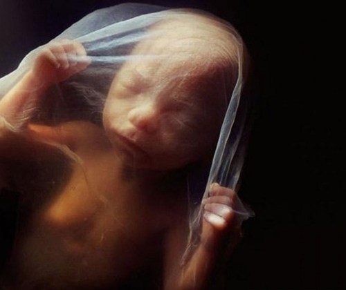 Sự phát triển của thai nhi từ khi thụ tinh đến lúc chào đời 18