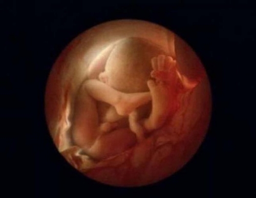 Sự phát triển của thai nhi từ khi thụ tinh đến lúc chào đời 23