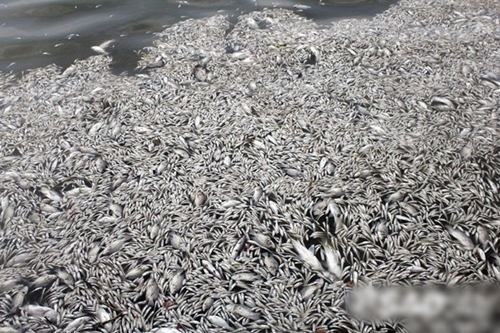 Hình ảnh cá chết nổi trắng cả Hồ Tây khiến dư luận bức xúc hiện nay 12