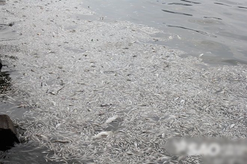 Hình ảnh cá chết nổi trắng cả Hồ Tây khiến dư luận bức xúc hiện nay 13