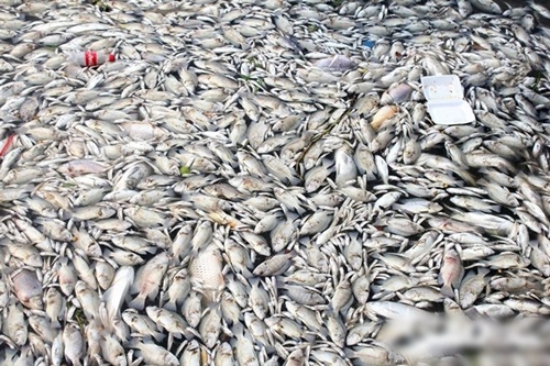 Hình ảnh cá chết nổi trắng cả Hồ Tây khiến dư luận bức xúc hiện nay 15