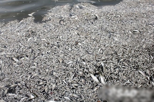 Hình ảnh cá chết nổi trắng cả Hồ Tây khiến dư luận bức xúc hiện nay 24
