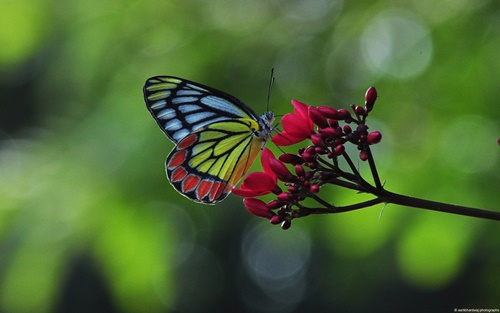 Top 10 hình nền đẹp chủ đề động vật côn trùng nổi tiếng nhất 14