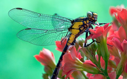 Top 10 hình nền đẹp chủ đề động vật côn trùng nổi tiếng nhất 17