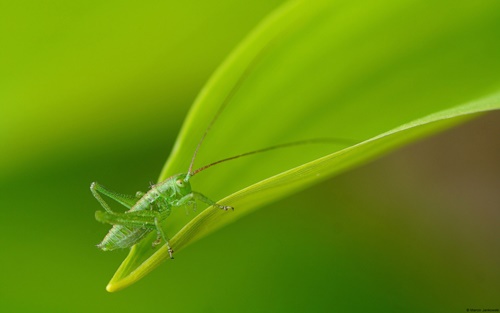 Top 10 hình nền đẹp chủ đề động vật côn trùng nổi tiếng nhất 19
