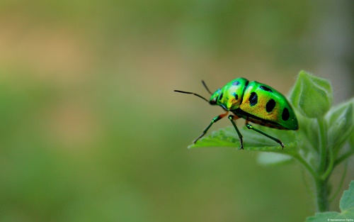 Top 10 hình nền đẹp chủ đề động vật côn trùng nổi tiếng nhất 24