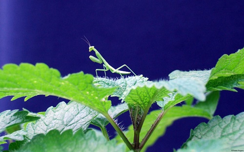Top 10 hình nền đẹp chủ đề động vật côn trùng nổi tiếng nhất 25
