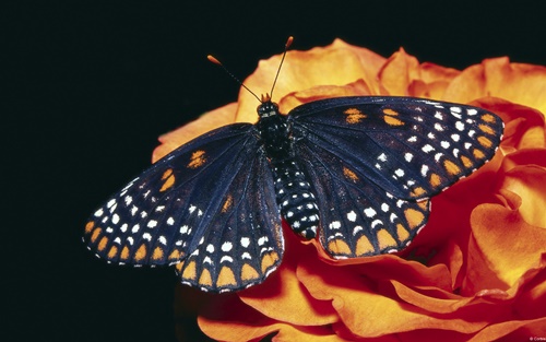 Top 10 hình nền đẹp chủ đề động vật côn trùng nổi tiếng nhất 26