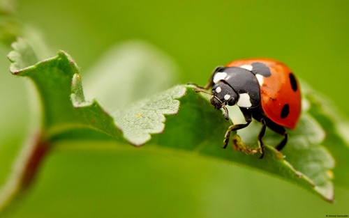 Top 10 hình nền đẹp chủ đề động vật côn trùng nổi tiếng nhất 33