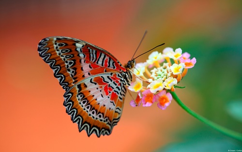 Top 10 hình nền đẹp chủ đề động vật côn trùng nổi tiếng nhất 5